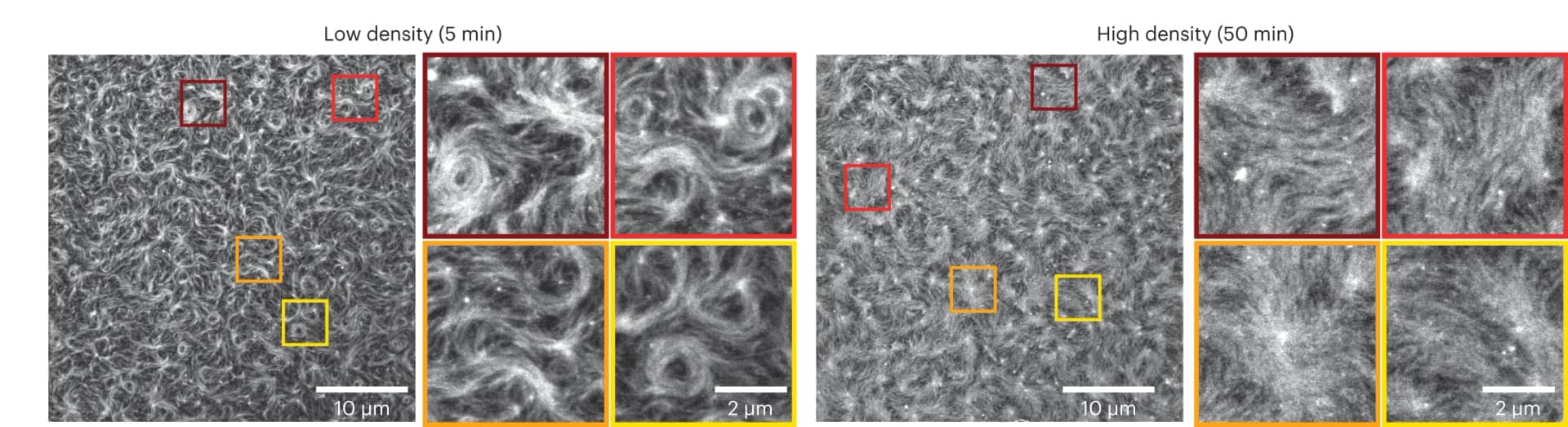 Open access visualization of Microscopy, STED micrographs, Atto633-FtsZ, SLBs, FtsA