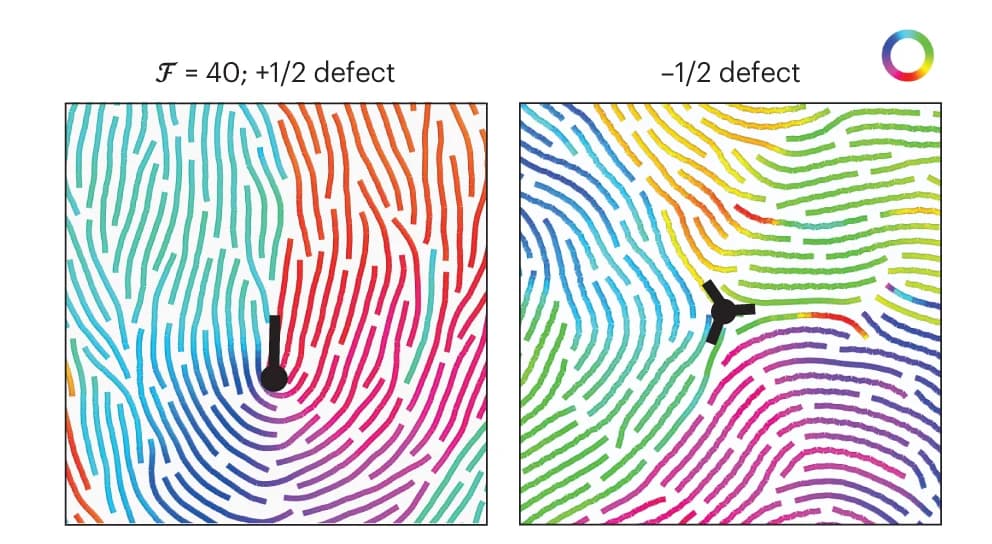 Open access visualization of Illustration, Nematic Defects, Integer Defects, Semiflexible Filaments, High Density