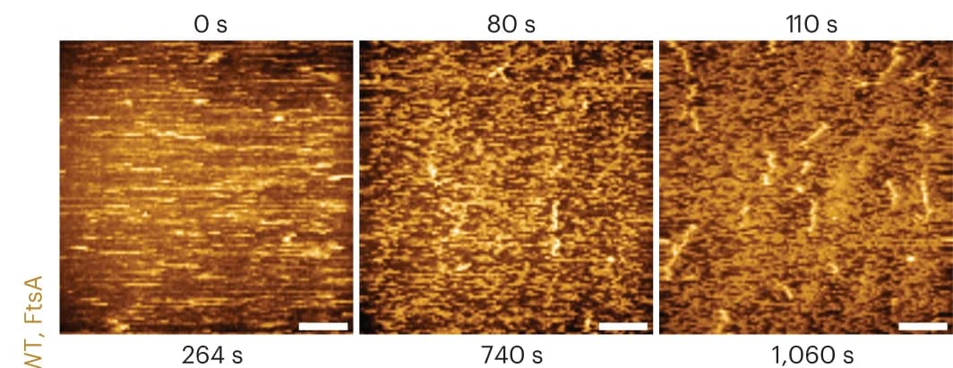 Open access visualization of Microscopy, HS-AFM, FtsZ WT filaments, Time-lapse experiment, Density