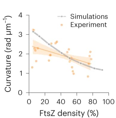 Open access visualization of Scatter Plot, Regression Plot, FtsZ WT filaments, Curvature, Density