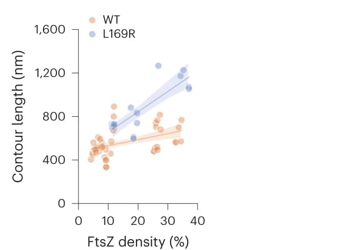 Open access visualization of Scatter Plot, Regression Plot, Ribbon Model, FtsZ Filament, Longitudinal Interface