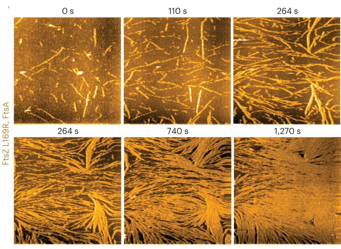 Open access visualization of Microscopy, HS-AFM, Time-lapse Experiment, FtsZ L169R Filaments, Filament Density