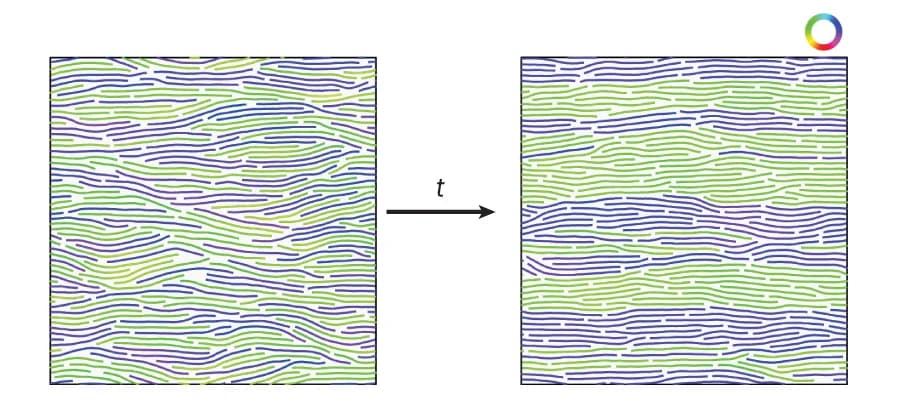 Open access visualization of Illustration, Simulations, Filaments, FtsZ L169R, Density