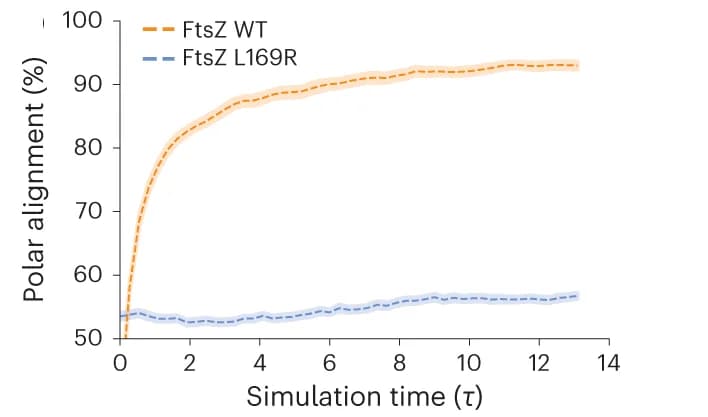 Open access visualization of Line Plot, Error Bars, Filaments, FtsZ L169R, Simulation Time