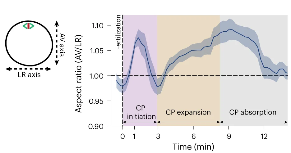 Open access visualization of Line Plot, Error Bars, Illustration, Oocyte, AR