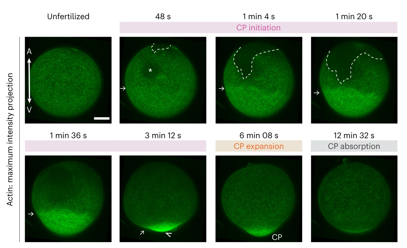 Open access visualization of Microscopy, Confocal Fluorescence Images, Cortical Actin, Oocyte, CP Morphogenesis