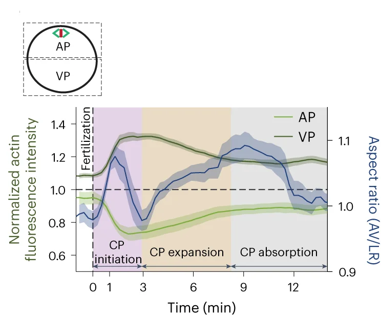 Open access visualization of Line Plot, Error Bars, Actin Intensity, Oocytes, Zygotes