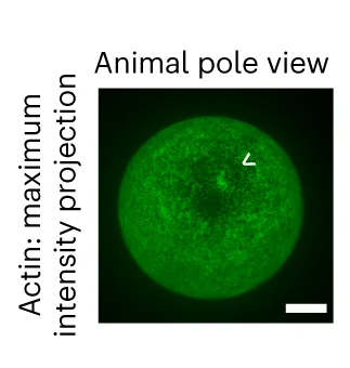 Open access visualization of Microscopy, Confocal Fluorescence, Cortical Actin, Unfertilized Oocyte, Actin Accumulation