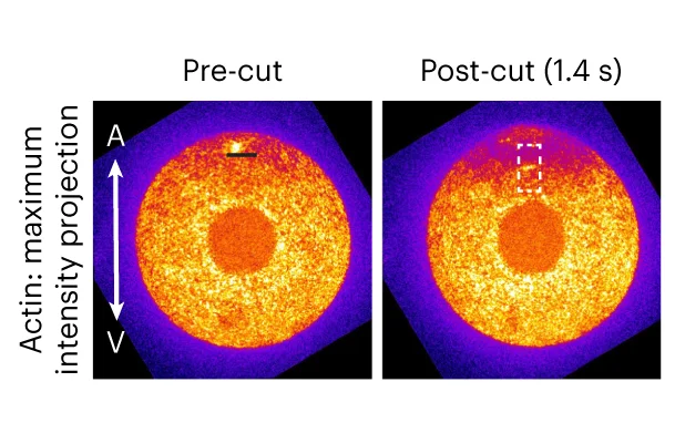Open access visualization of Microscopy, Confocal Fluorescence Images, Actin, Oocyte, UV-Laser Ablation