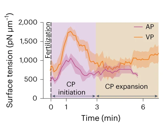 Open access visualization of Line Plot, Error Bars, Oocyte Surface Tension, Fertilization