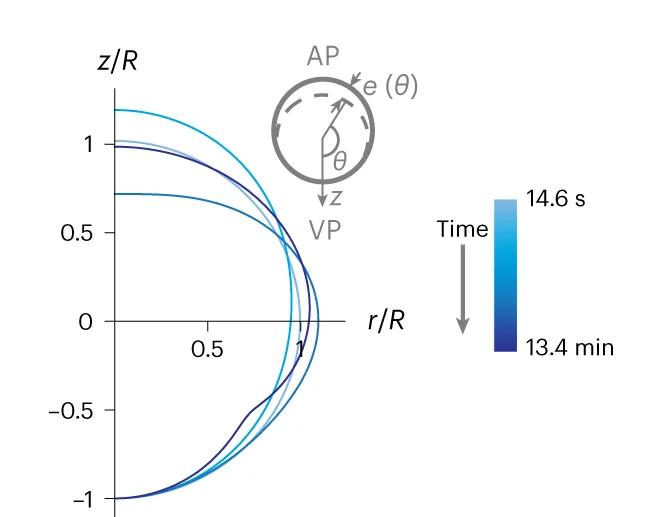 Open access visualization of Line Plot, Cell Contour Changes, Cortical Accumulation, Cortical Flow, Theoretical Model