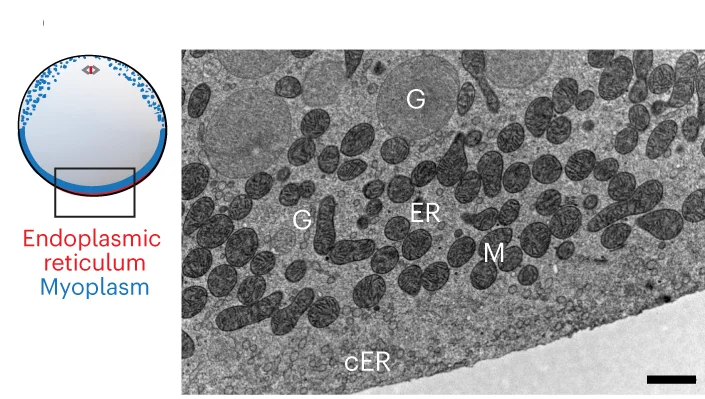 Open access visualization of Microscopy, Illustration, EM Section, Vegetal Hemisphere, Unfertilized Oocyte