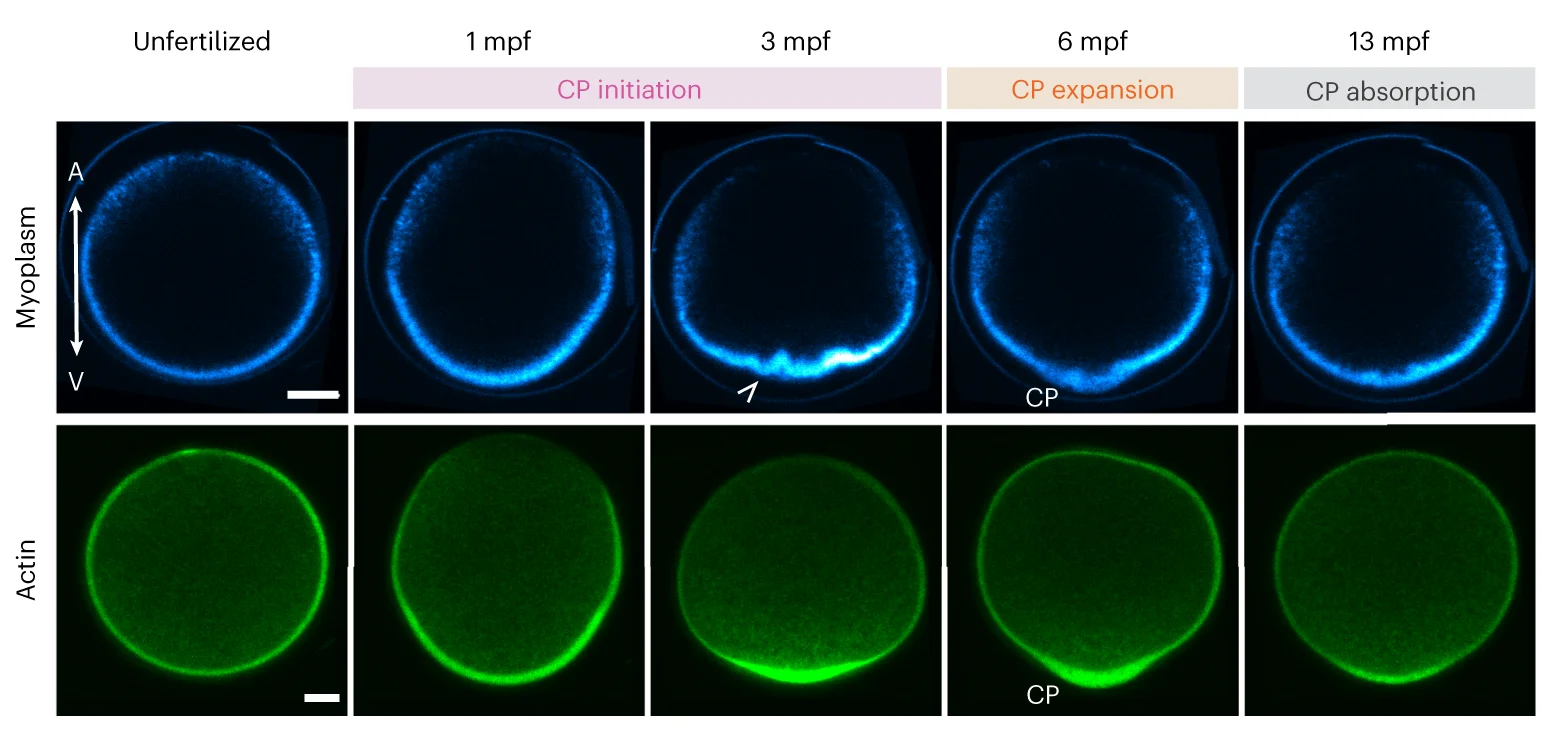 Open access visualization of Microscopy, Confocal Images, Myoplasm, Cortical Actin, CP Morphogenesis