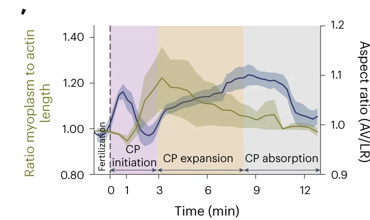 Open access visualization of Line Plot, Error Bars, Myoplasm, Actin Cortex, Fertilization