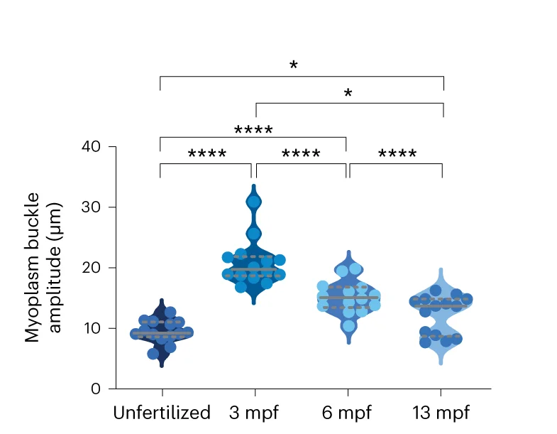 Open access visualization of Violin Plot, Raincloud Plot, Buckling Amplitude, Myoplasm, Fertilization