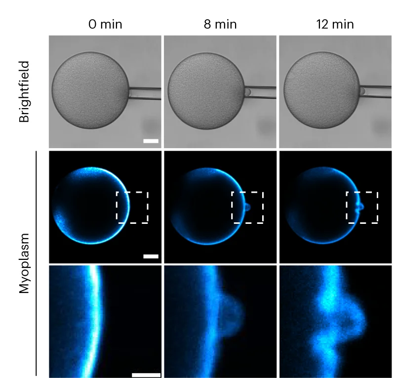 Open access visualization of Microscopy, Brightfield Images, Confocal Images, Myoplasm, Unfertilized Oocytes