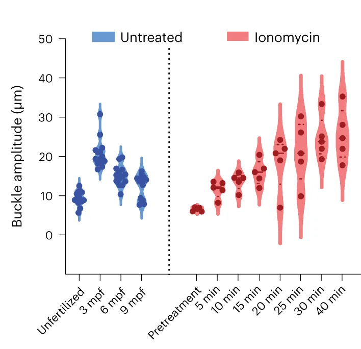 Open access visualization of Violin Plot, Scatter Plot, Violin Plots, Buckling Amplitude, Myoplasm