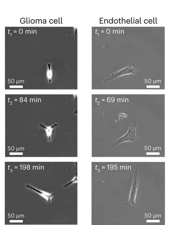 Open access visualization of Microscopy, Phase-Contrast, Time-Lapse Images, hGPC, Laminin