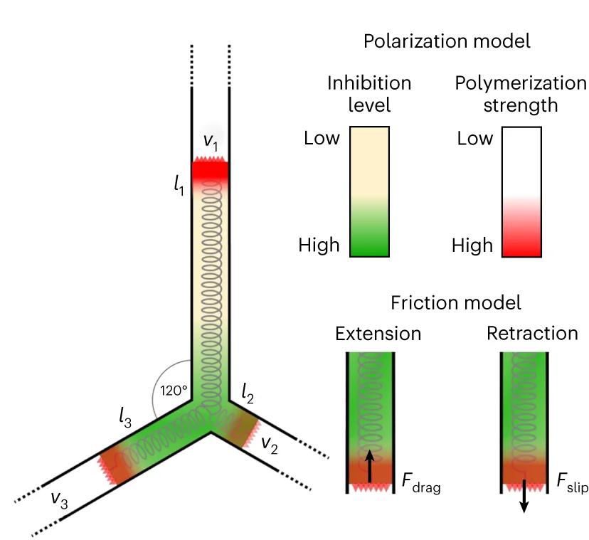 Open access visualization of Illustration, Model Illustration, Y-Junction, Actin Polymerization, Friction Force