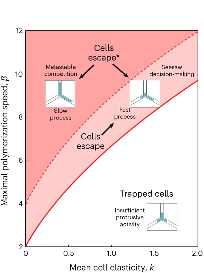 Open access visualization of Line Plot, Phase Diagram, Cellular Dynamics, Cells, Junction
