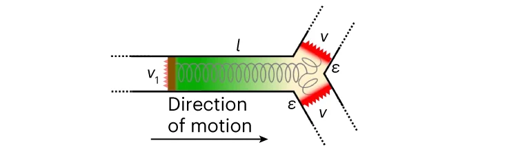 Open access visualization of Illustration, Cell, Junction, Protrusions, Actin-Polymerization