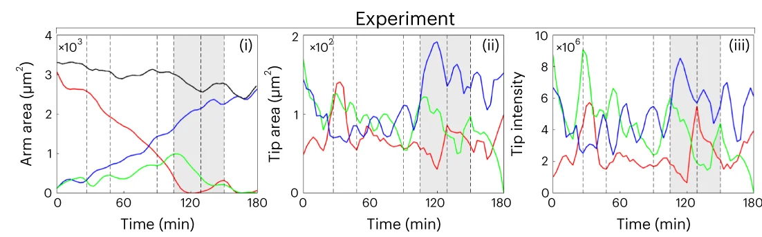 Open access visualization of Line Plot, Experiment, Arms, Lamellipodia, Actin Intensity