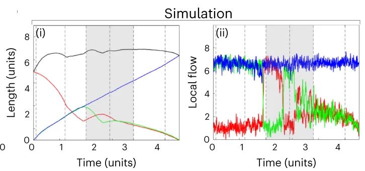 Open access visualization of Line Plot, Simulation, Arms, Actin Flows, Cell Length
