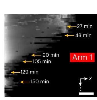 Open access visualization of Microscopy, Arm Kymographs