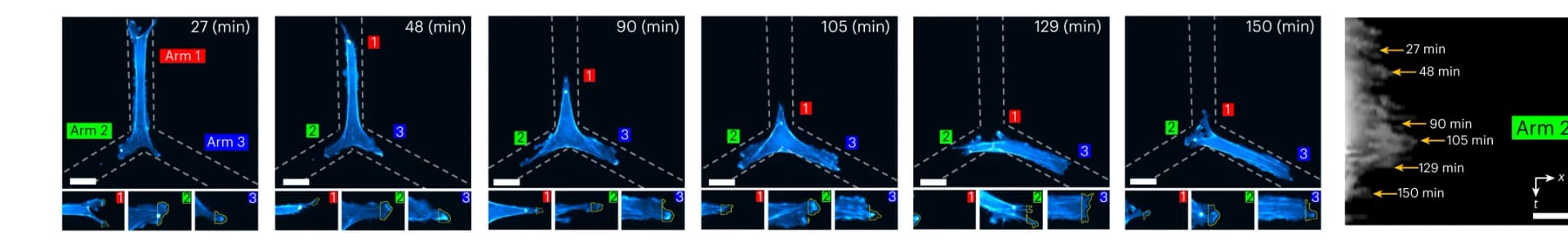 Open access visualization of Microscopy, Time-Lapse Images, Whole Cell, Arm Protrusion Tips, Intensity