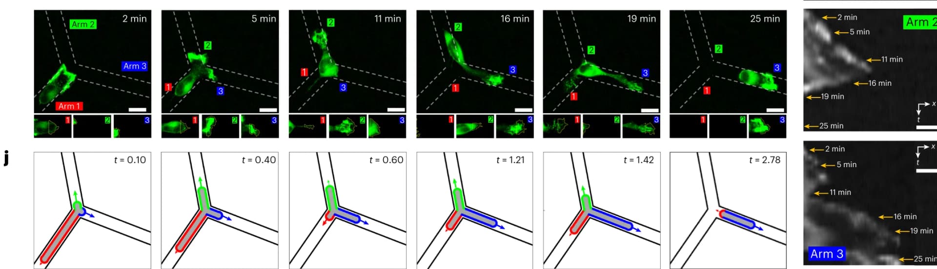 Open access visualization of Microscopy, Photo, Time-Lapse Images