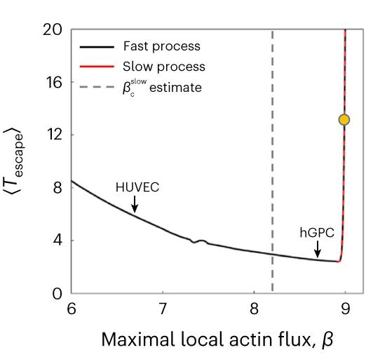 Open access visualization of Line Plot, Mean Escape Time, Cell Migration, Junction, Fast Process