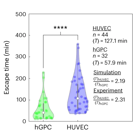 Open access visualization of Violin Plot, Scatter Plot, Escape Times, hGPCs, HUVECs