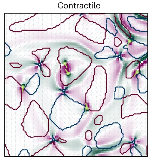 Open access visualization of Illustration, Contractile Active Turbulence, Defect Pairs, Defects, Visualisation