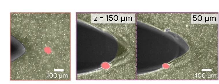 Open access visualization of Microscopy, Micrograph, Crack Propagation, Nylon Inclusion, Hydrogel