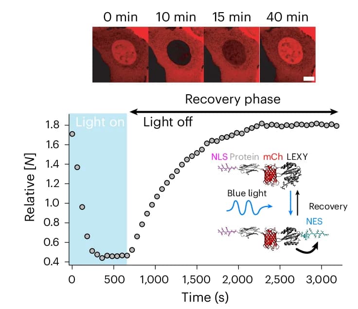 Open access visualization of Line Plot, Microscopy, Illustration, Optogenetics Assay, Cell Localization