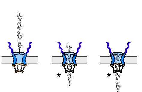 Open access visualization of Illustration, Workflow, Polyprotein Construct, Protein Domains, Nuclear Translocation