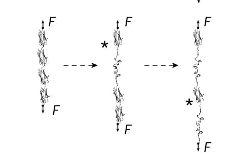 Open access visualization of Workflow, Illustration, Polyprotein Pulling Experiment, Protein Unfolding