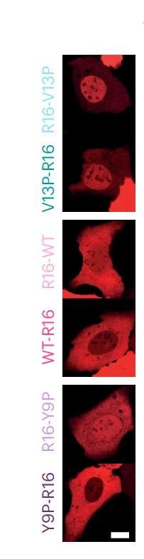 Open access visualization of Microscopy, Confocal Images, U2OS Cells, Recovery Phase