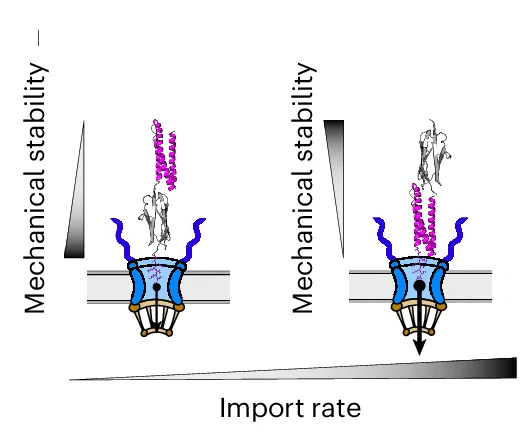 Open access visualization of Illustration, Schematics, Nuclear Pore Complex, Mechano-directionality, Translocating Cargo