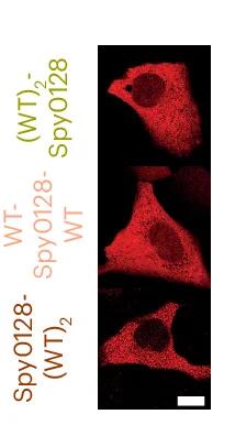 Open access visualization of Microscopy, Confocal Images, U2OS Cells, Recovery Phase