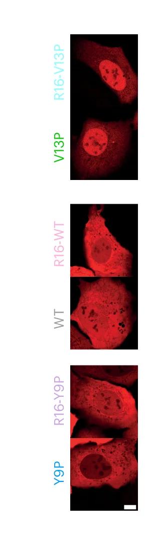 Open access visualization of Microscopy, Nuclear Import Kinetics, Confocal Images, U2OS Cells, Monomer Variant