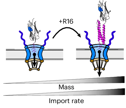 Open access visualization of Workflow, Illustration, Nuclear Translocation, Monomer, R16-Y9P Construct