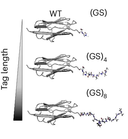 Open access visualization of Protein Structure, Illustration, Glycine-Serine Peptide Tag, Nuclear Import, Protein