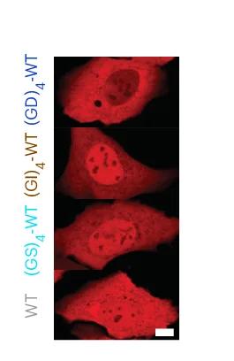 Open access visualization of Microscopy, Confocal Images, U2OS Cells, Recovery Phase