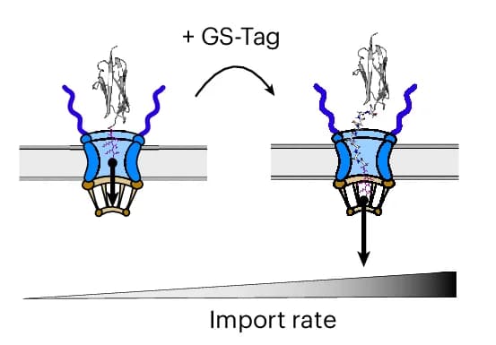 Open access visualization of Workflow, Illustration, Schematic, Peptide Tag, NLS