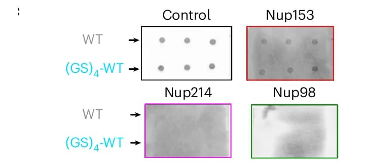 Open access visualization of Gel, Dot Blot, Membranes, Protein Binding, Nup153
