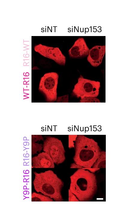 Open access visualization of Microscopy, Confocal Images, U2OS Cells, Recovery Phase