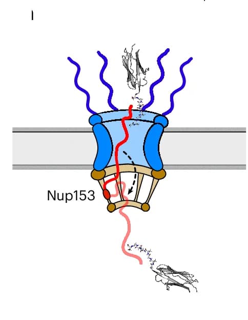 Open access visualization of Illustration, Schematic, Nup153, Unstructured Protein Regions, T-Test