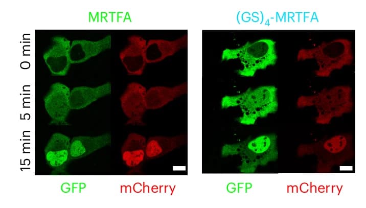 Open access visualization of Microscopy, Confocal Microscopy, U2OS Cells, MRTFA-GFP, MRTFA-mCherry