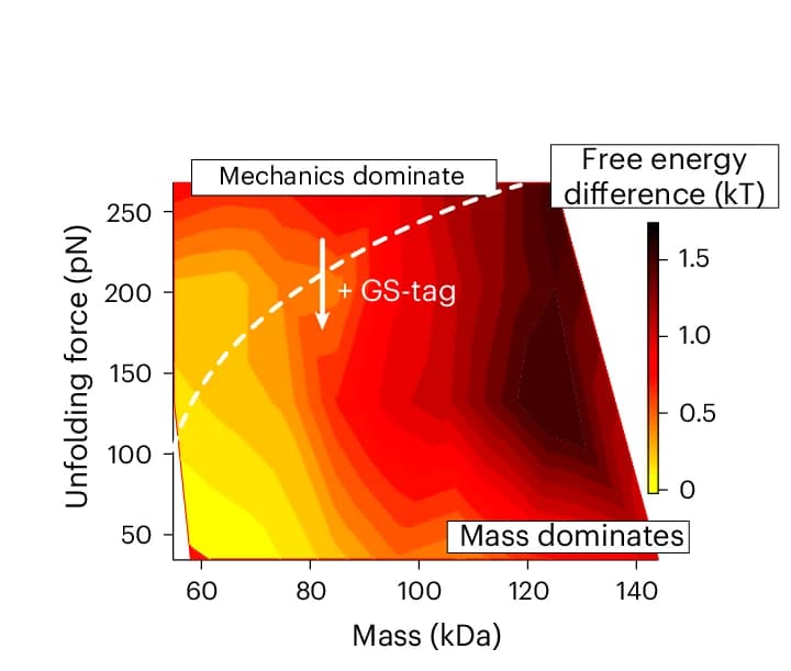 Open access visualization of Heatmap, Free-Energy Surface, Nucleoplasmic Transport, Molecular Weight, Unfolding Force
